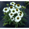 Jeżówka 'Kismet White' Echinacea
