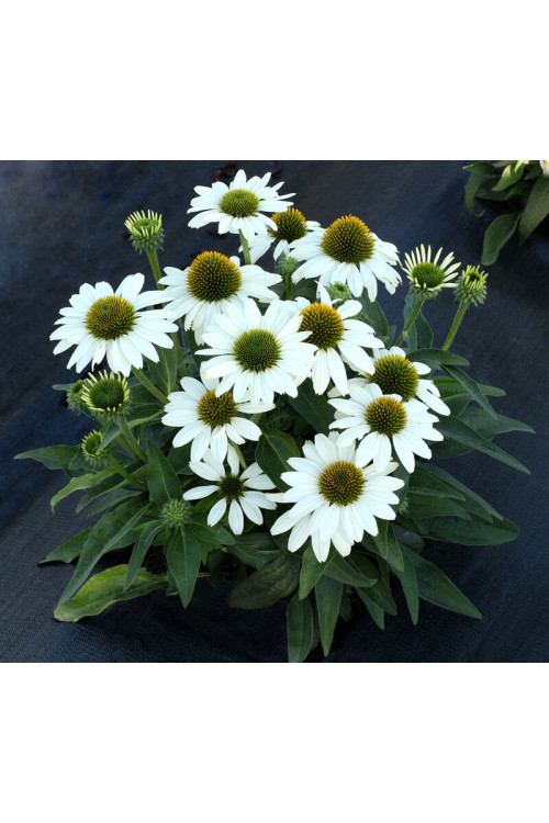 Jeżówka 'Kismet White' Echinacea