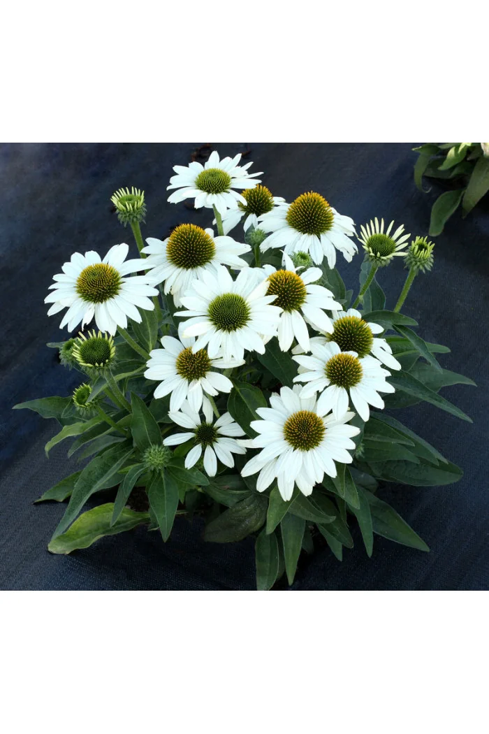Jeżówka 'Kismet White' Echinacea