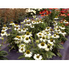 Jeżówka 'Kismet White' Echinacea