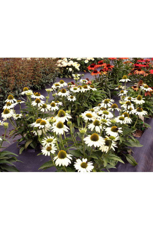 Jeżówka 'Kismet White' Echinacea