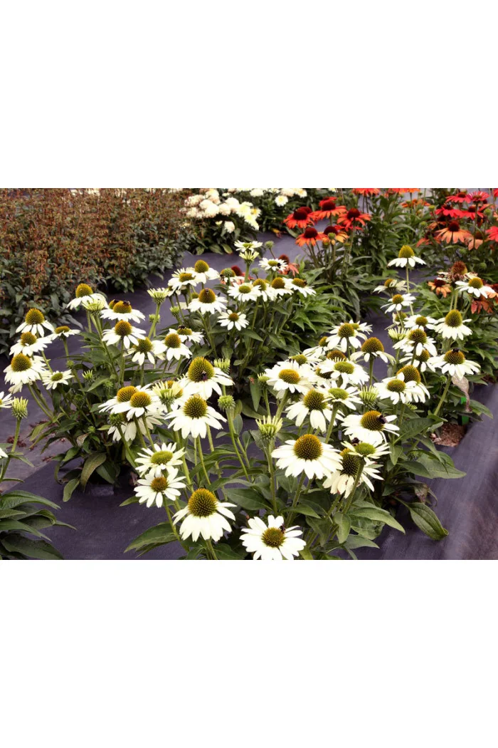 Jeżówka 'Kismet White' Echinacea