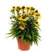 Jeżówka 'Fountain Yellow' Echinacea