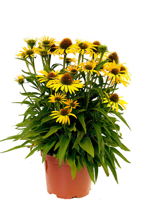 Jeżówka 'Fountain Yellow' Echinacea