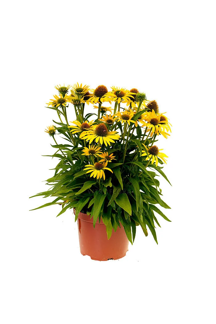 Jeżówka 'Fountain Yellow' Echinacea