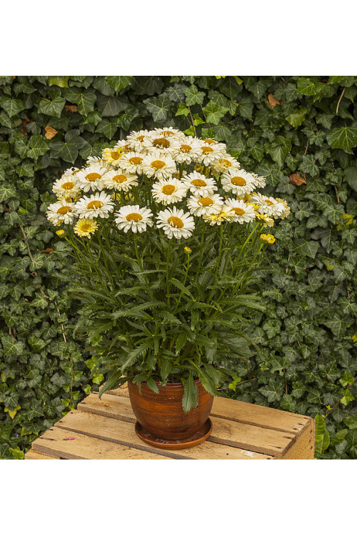 Złocień 'Real Dream' | Leucanthemum x superbum