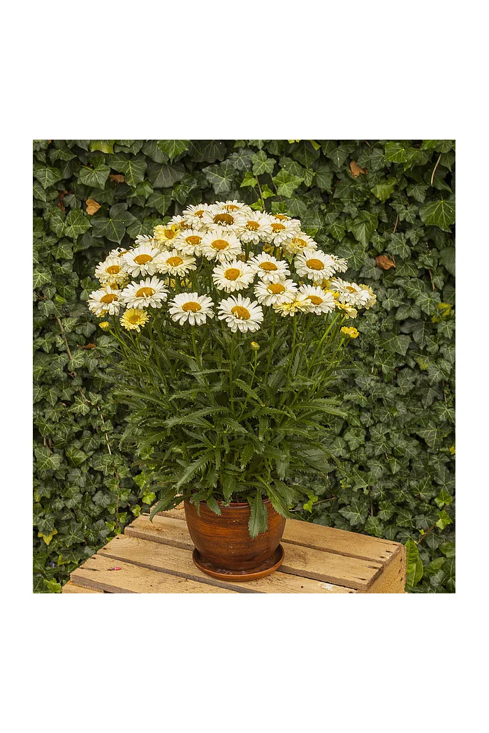 Złocień 'Real Dream' | Leucanthemum x superbum