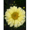 Złocień 'Real Dream' | Leucanthemum x superbum