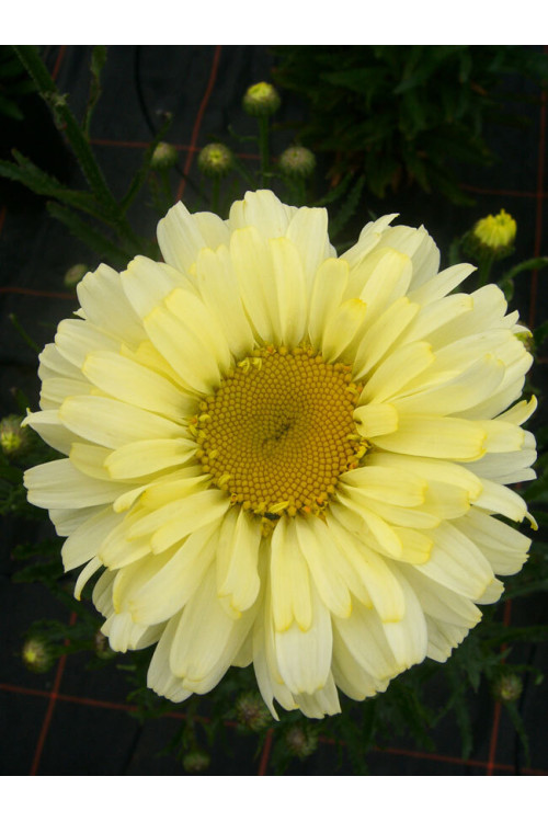 Złocień 'Real Dream' | Leucanthemum x superbum
