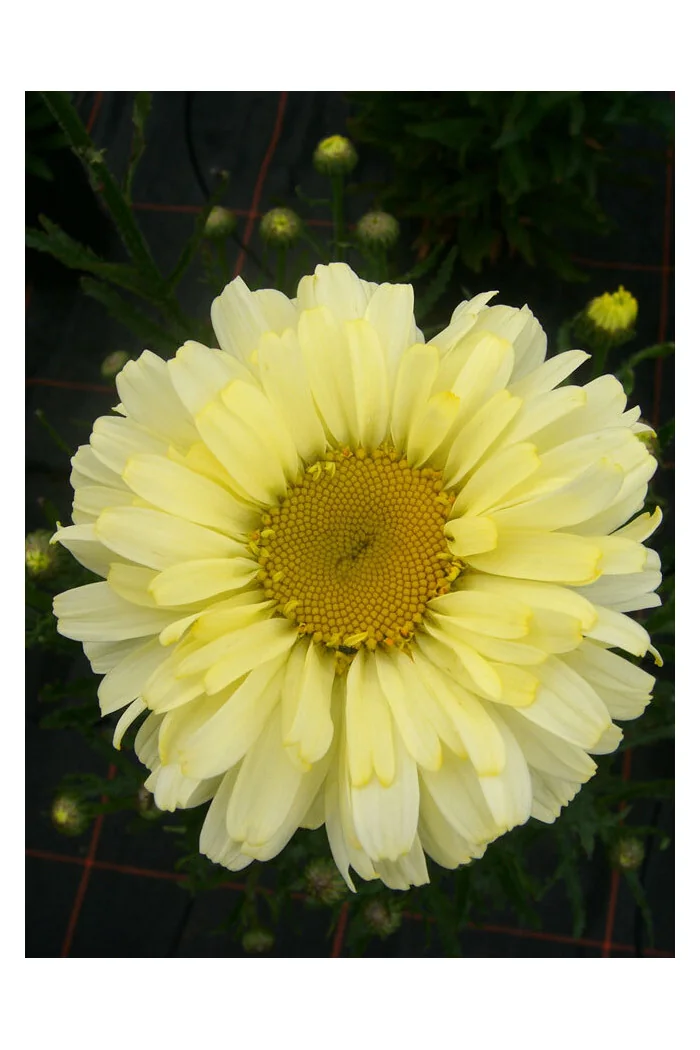 Złocień 'Real Dream' | Leucanthemum x superbum