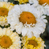 Złocień 'Real Dream' | Leucanthemum x superbum