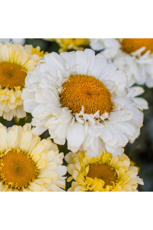Złocień 'Real Dream' | Leucanthemum x superbum