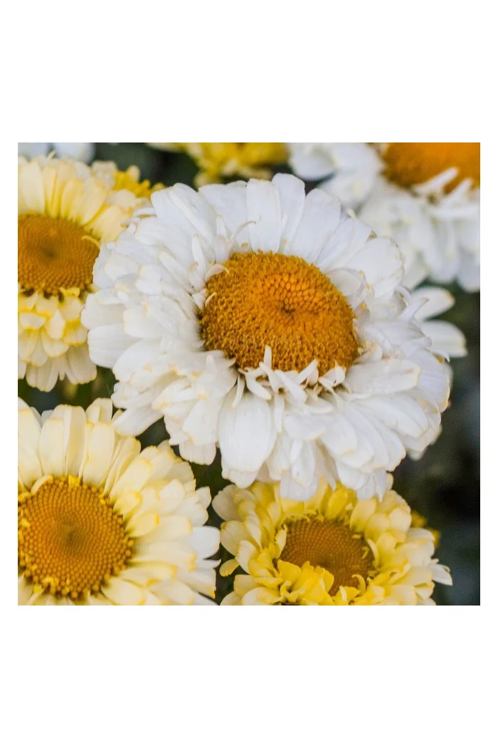 Złocień 'Real Dream' | Leucanthemum x superbum