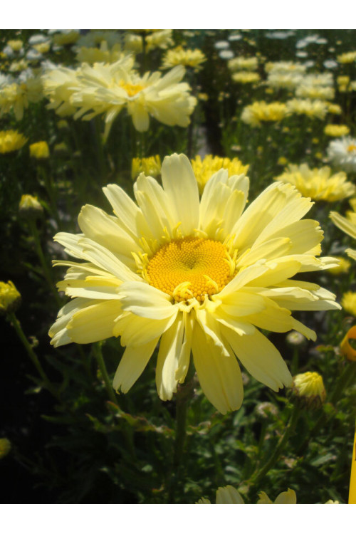 Złocień 'Real Dream' | Leucanthemum x superbum