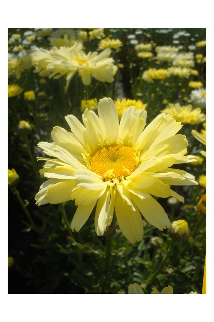 Złocień 'Real Dream' | Leucanthemum x superbum