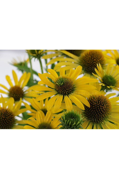 Jeżówka 'Fountain Yellow' Echinacea
