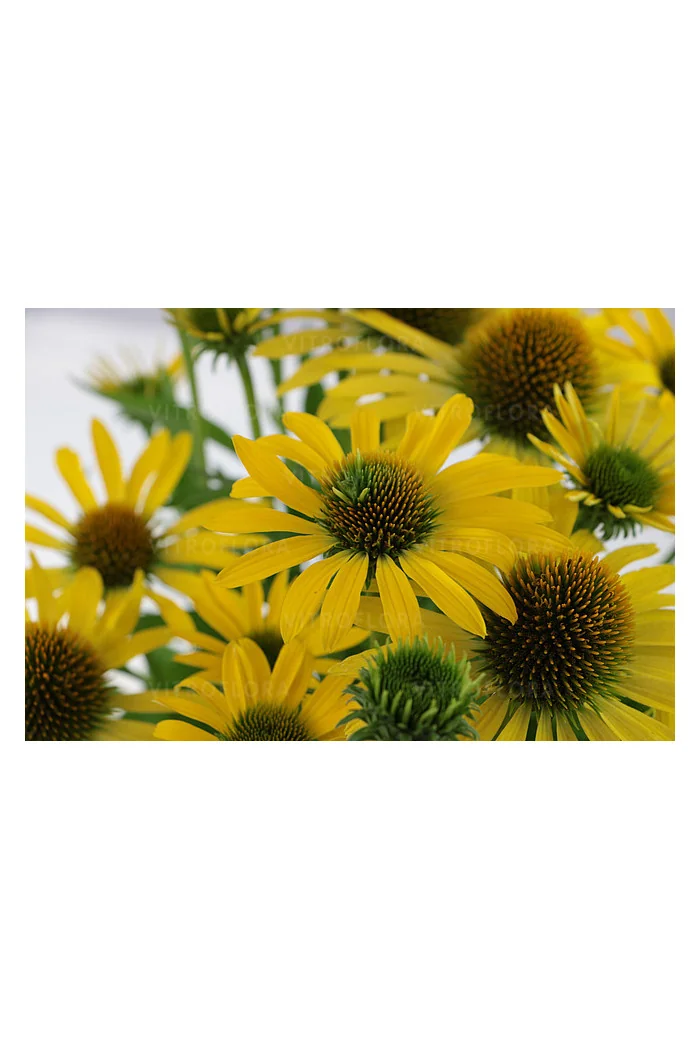 Jeżówka 'Fountain Yellow' Echinacea