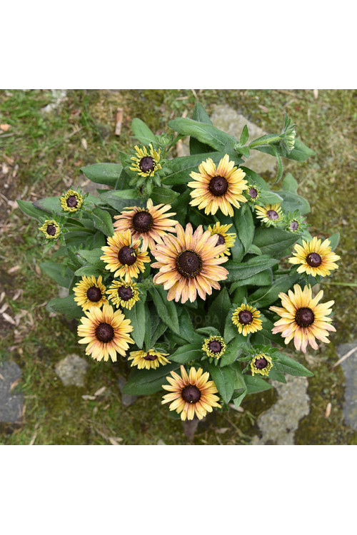Rudbekia 'Flamenco Vanilla' | Rudbeckia