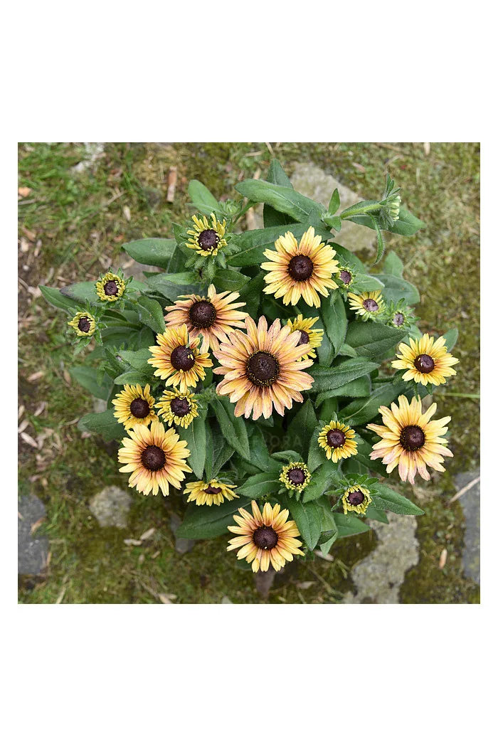 Rudbekia 'Flamenco Vanilla' | Rudbeckia