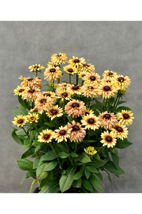 Rudbekia 'Flamenco Vanilla' | Rudbeckia