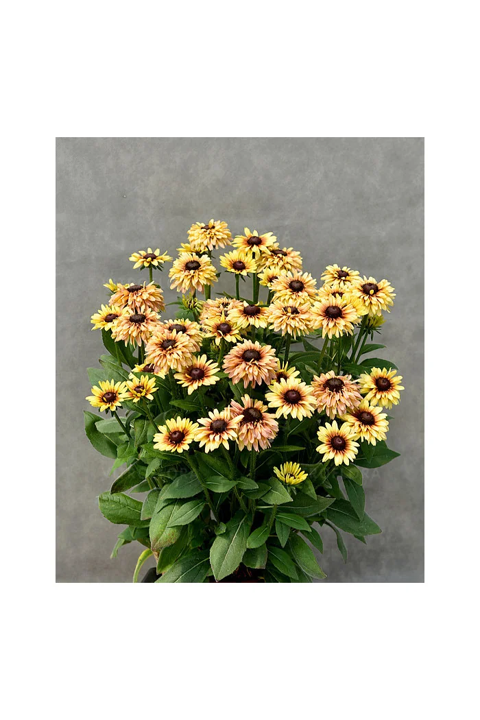 Rudbekia 'Flamenco Vanilla' | Rudbeckia