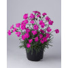 Goździk ogrodowy 'Dinetta Purple' Dianthus caryophyllus