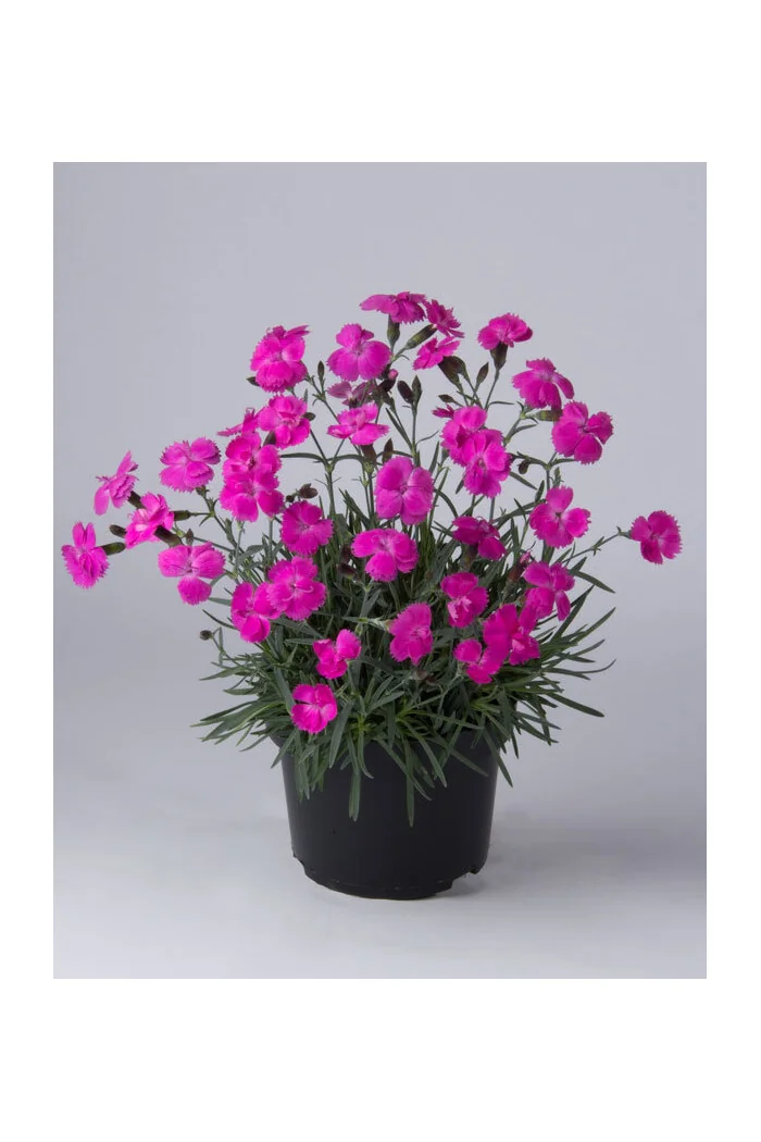 Goździk ogrodowy 'Dinetta Purple' Dianthus caryophyllus