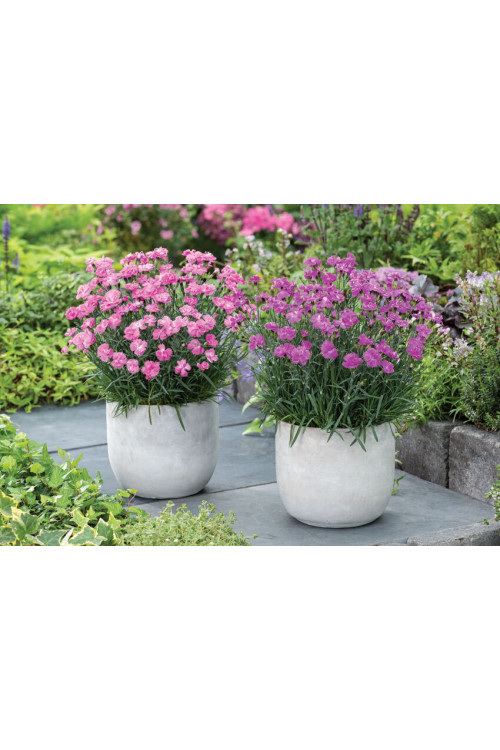 Goździk ogrodowy 'Dinetta Purple' Dianthus caryophyllus