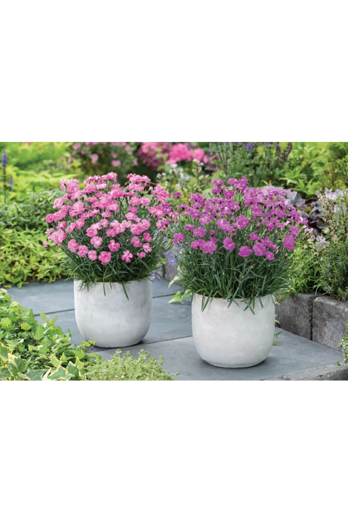 Goździk ogrodowy 'Dinetta Purple' Dianthus caryophyllus