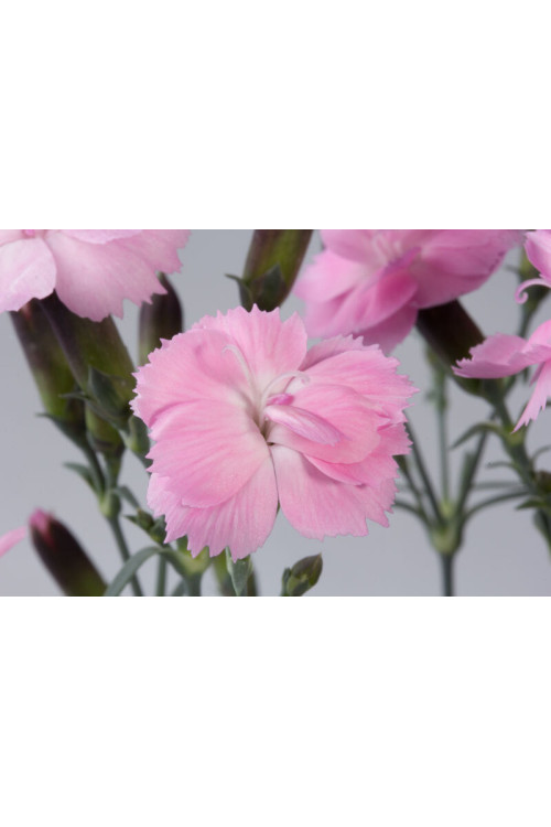 Goździk ogrodowy 'Dinetta Soft Pink' | Dianthus caryophyllus