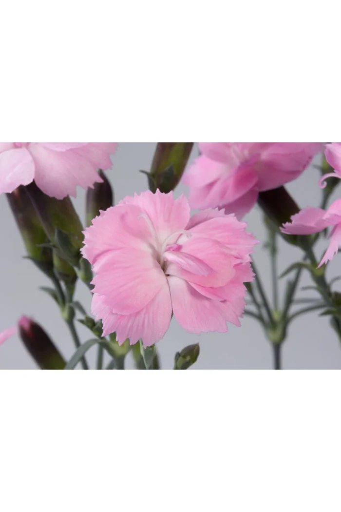 Goździk ogrodowy 'Dinetta Soft Pink' | Dianthus caryophyllus