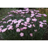 Goździk ogrodowy 'Dinetta Soft Pink' | Dianthus caryophyllus