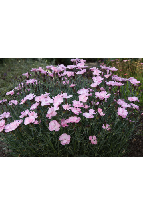 Goździk ogrodowy 'Dinetta Soft Pink' | Dianthus caryophyllus