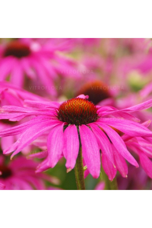 Jeżówka 'Purple Emperor' | Echinacea