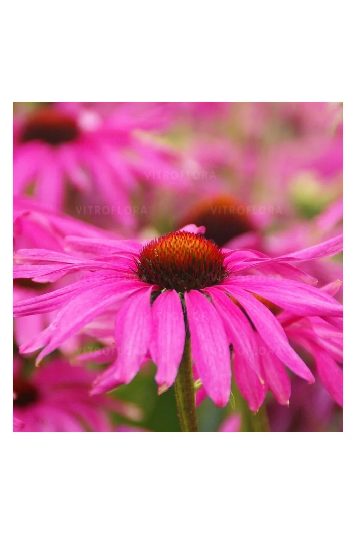 Jeżówka 'Purple Emperor' | Echinacea