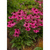 Jeżówka 'Purple Emperor' | Echinacea