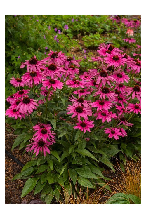 Jeżówka 'Purple Emperor' | Echinacea