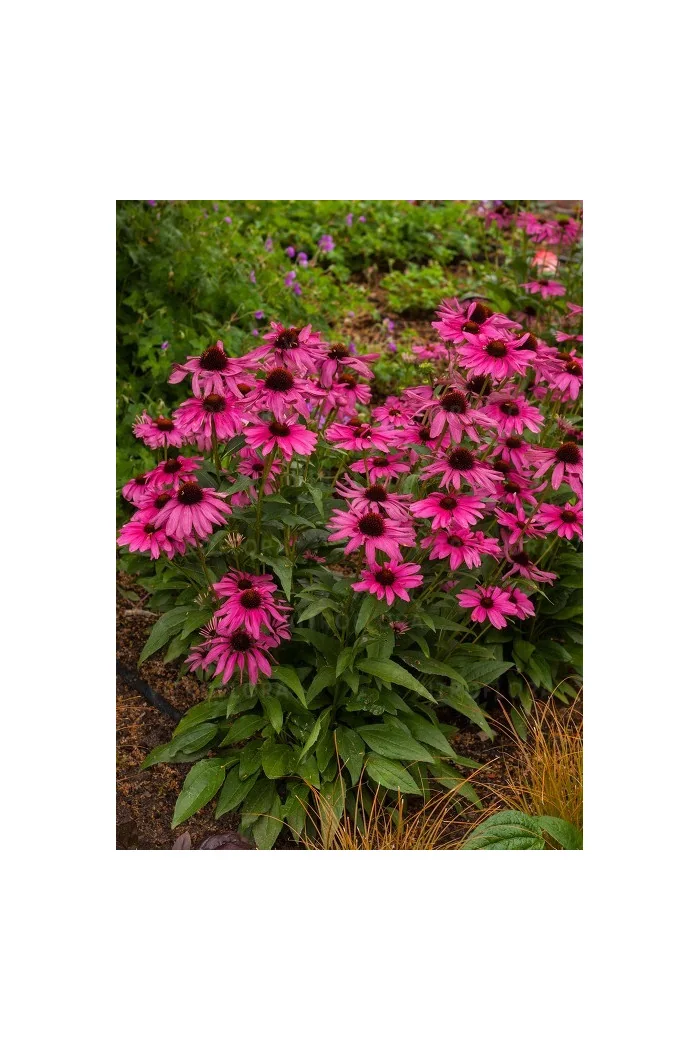 Jeżówka 'Purple Emperor' | Echinacea