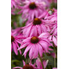 Jeżówka 'Purple Emperor' | Echinacea