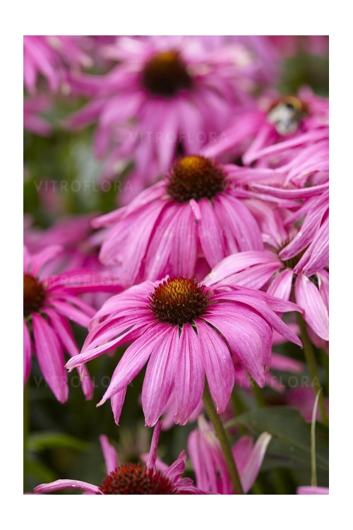 Jeżówka 'Purple Emperor' | Echinacea