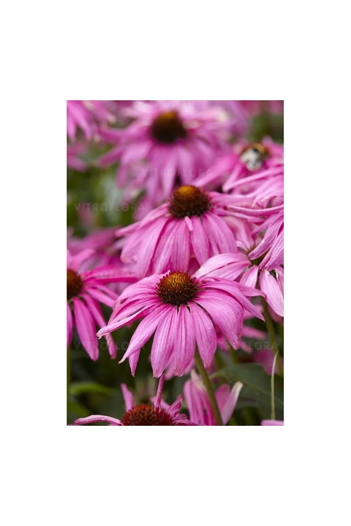 Jeżówka 'Purple Emperor' | Echinacea