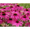 Jeżówka 'Purple Emperor' | Echinacea