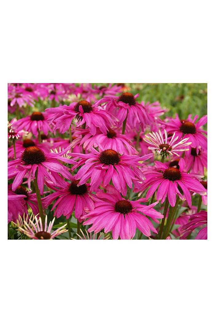 Jeżówka 'Purple Emperor' | Echinacea