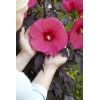 Hibiskus 'Carousel Pink Passion' Hibiscus moscheutos