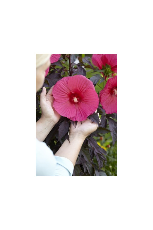 Hibiskus 'Carousel Pink Passion' Hibiscus moscheutos