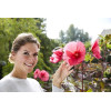 Hibiskus 'Carousel Pink Passion' Hibiscus moscheutos