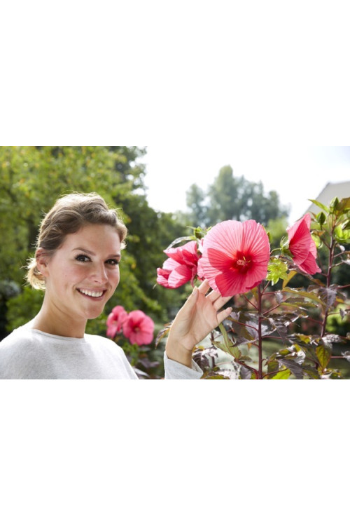 Hibiskus 'Carousel Pink Passion' Hibiscus moscheutos