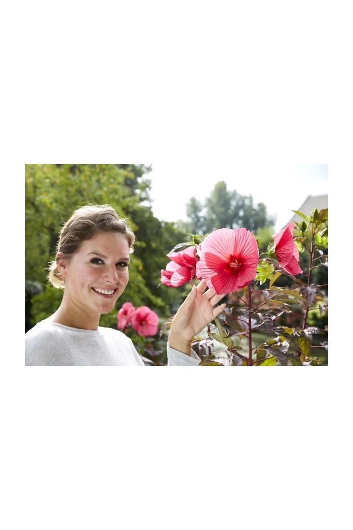 Hibiskus 'Carousel Pink Passion' Hibiscus moscheutos