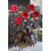 Hibiskus 'Carousel Red Wine' | Hibiscus moscheutos