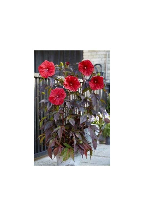 Hibiskus 'Carousel Red Wine' | Hibiscus moscheutos